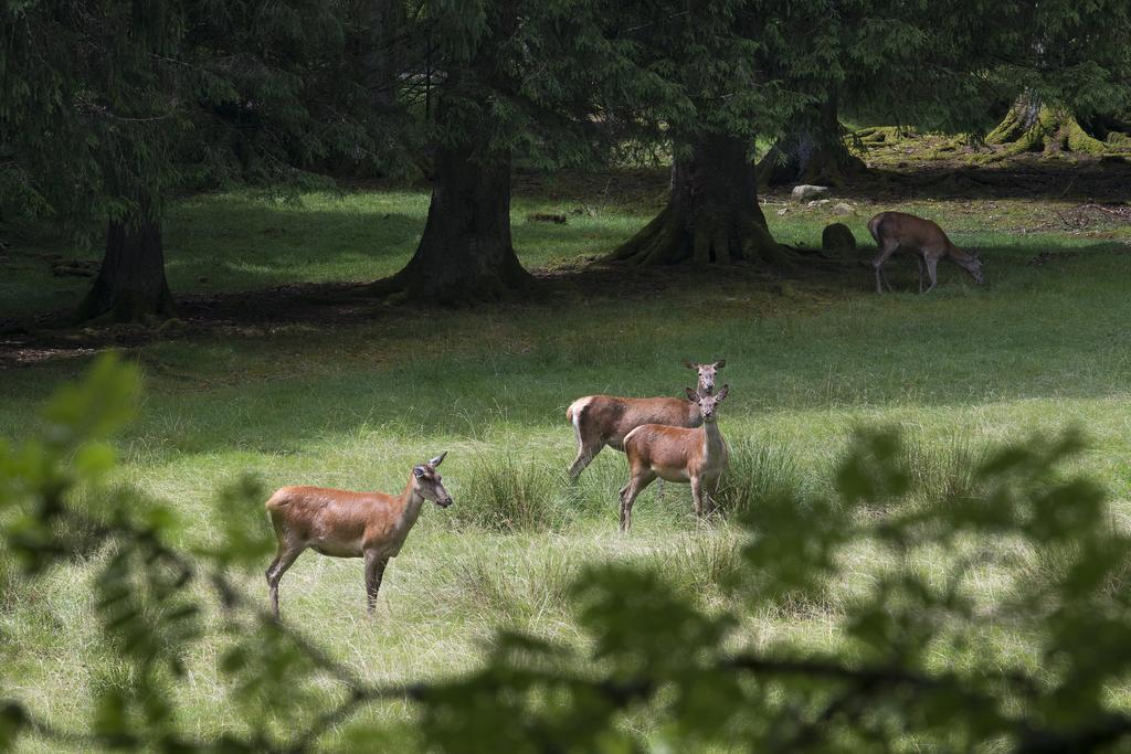 Enz Residenz Hotel Enzklosterle Bagian luar foto